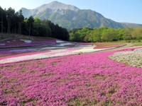 春のおススメコース（関東編）