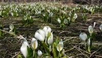 薫風に誘われて春の花を訪ねてみませんか？　北海道・東北編