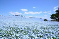 春の風に誘われて春の花を訪ねてみませんか？　第2弾　関東編