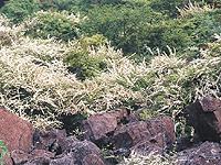 春の風に誘われて、春の花々を訪ねてみませんか？　第4弾　近畿編