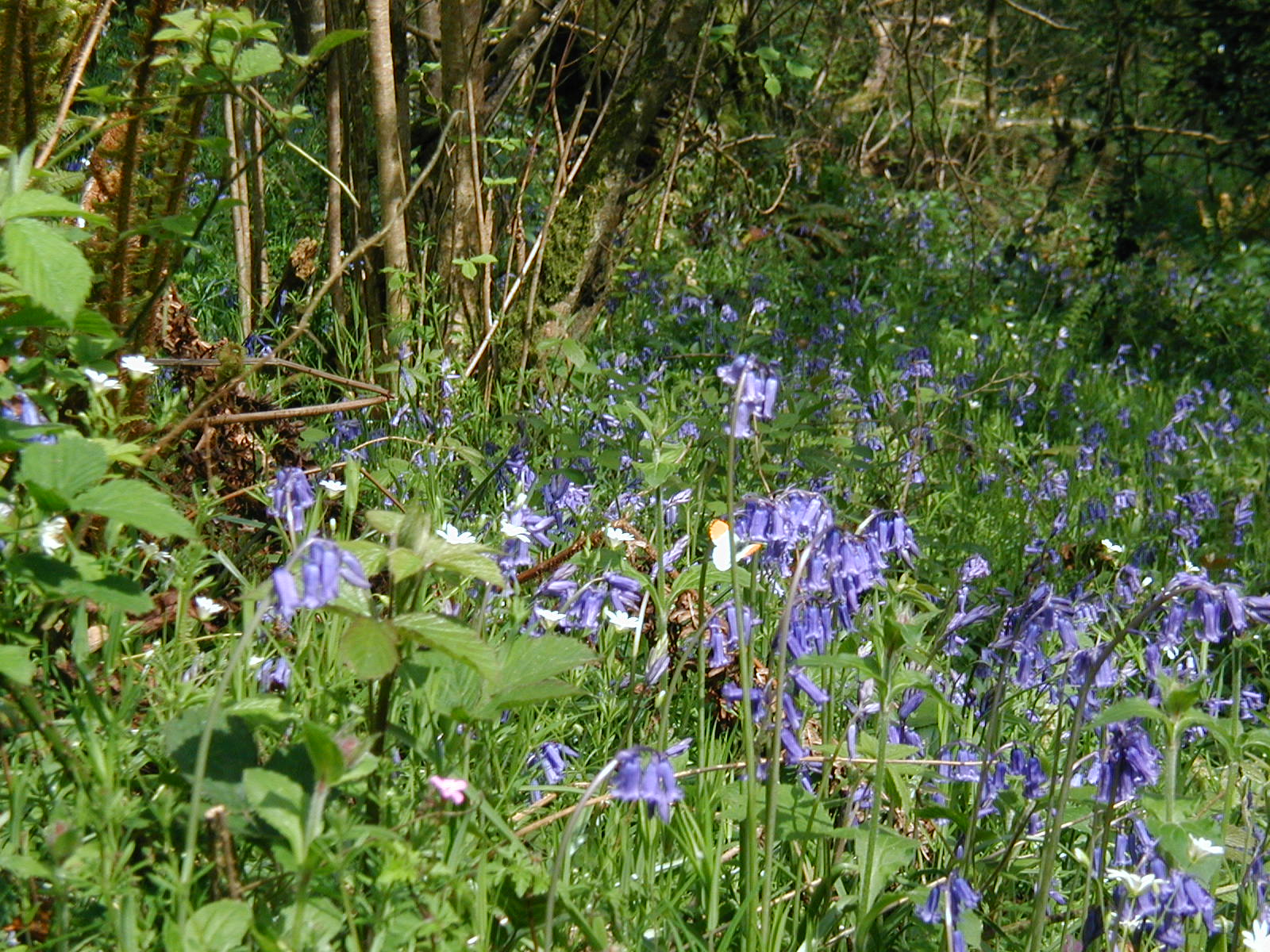 bluebell