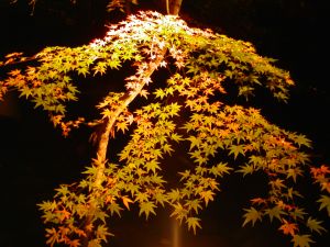 京都の永観堂のもみじ