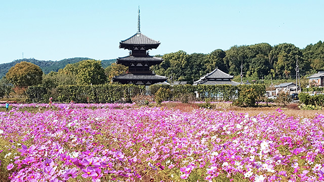 奈良・斑鳩の里に広がるコスモス畑