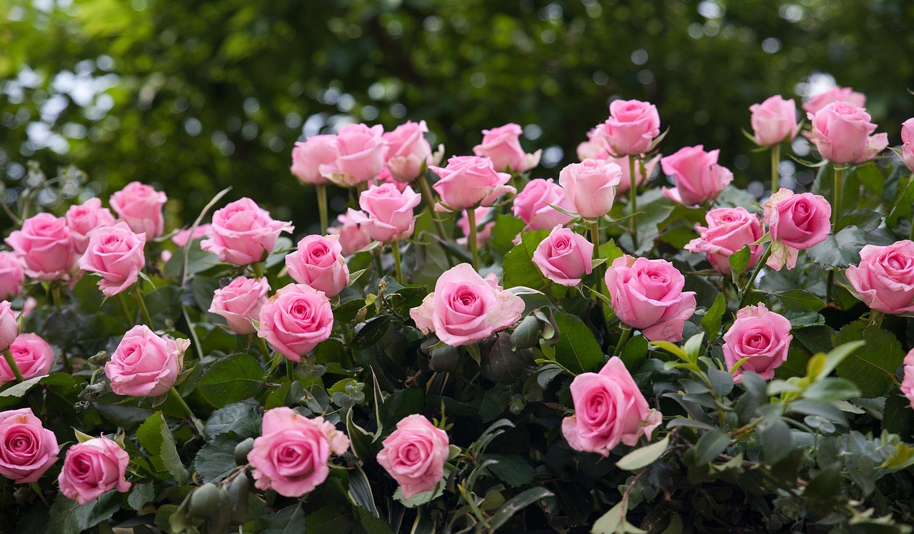 118年の伝統と団結の祭典、アメリカ・ポートランドにて「PORTLAND ROSE FESTIVAL」を開催！